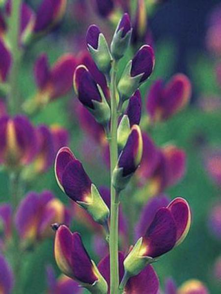 Baptisia twilight prairie blues